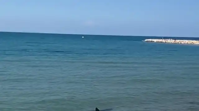 Cão persegue tubarão numa praia em Alicante (mas pouco tempo)