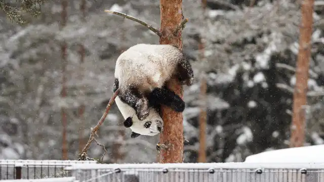 Finlândia devolverá pandas à China antes do tempo. A razão é... dinheiro