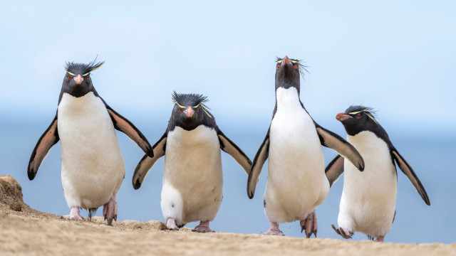 Pinguins, lontras, chitas... Eis as fotos mais cómicas da vida selvagem