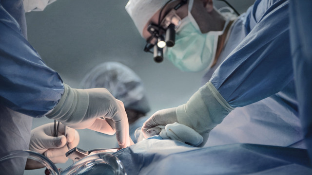 Vaticano autoriza xenotransplante para católicos, mas aponta ressalvas