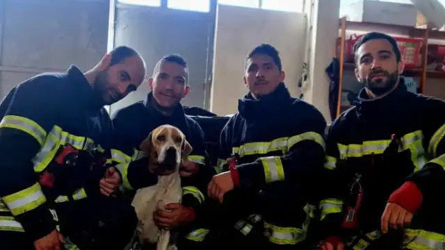 Bombeiros de Mirandela resgatam cão preso pela cabeça. As imagens