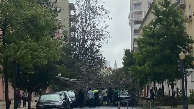 Árvore cai em cima de carro em Lisboa e corta trânsito. Veja o vídeo