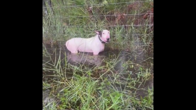 Cão é abandonado acorrentado a vedação antes da chegada de 'Milton'