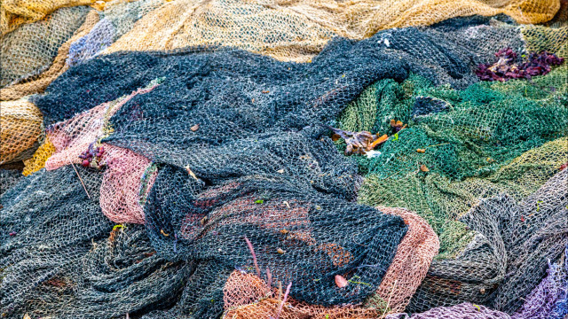 Pesca de atum-rabilho aumenta 17% nas regiões autónomas em 2026