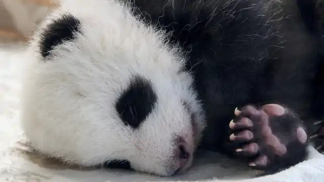 Pandas enviados pela China já estão nos EUA a explorar a nova casa