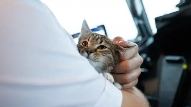 Piloto transporta animais afetados por furacões e 'apaixona-se' por gata