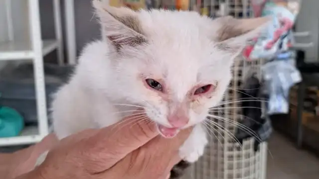 "Meiga e muito querida". Bombeiros resgatam gata bebé de ilhota em Mora