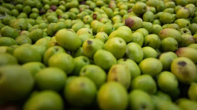 
                    Ferreira do Alentejo: APA afirma não ter competência na fábrica de bagaço
                
