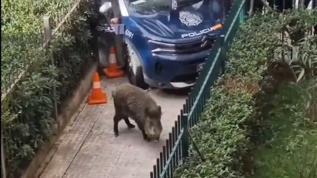 Javali causa o pânico em Madrid. Urgências receberam dezenas de chamadas