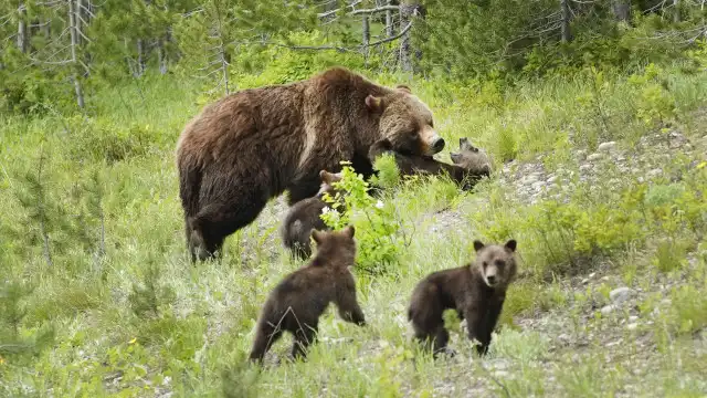 Ursa parda "mais famosa do mundo" morreu atropelada. Tinha 28 anos