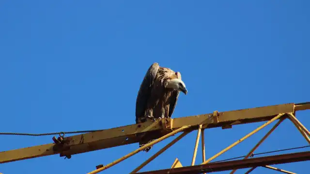 Abutre resgatado de grua em Braga. Veja as imagens