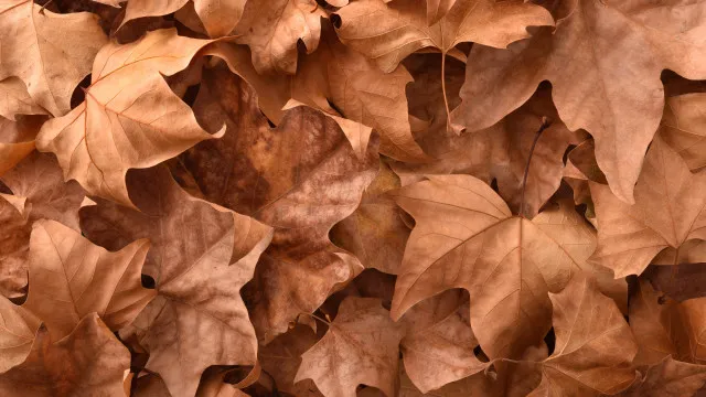 Não devia limpar as folhas de árvores que caem no jardim. Sabia? 