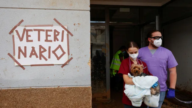 Voluntários improvisam centro para tratar animais doentes após DANA