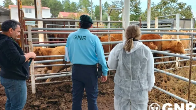 GNR apreende 16.354 animais e fecha exploração para produção de ovos