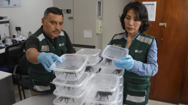 Coreano apanhado com centenas de tarântulas no corpo no Peru. Há imagens