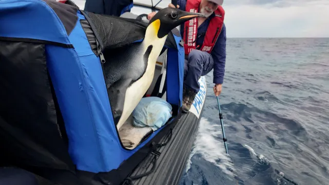 Pinguim-imperador encontrado na Austrália volta à natureza: "Boa sorte!"