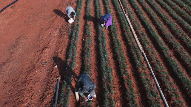 
                    Organização de Agricultores prevê queda da produção se conflito prolongar
                