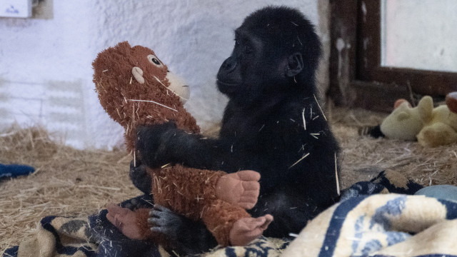 Gorila de 5 meses encontrado em caixa durante voo em Istambul