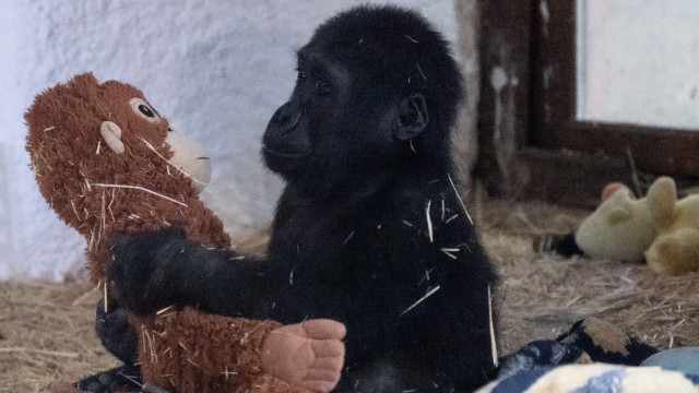 Gorila de 5 meses encontrado em caixa durante voo em Istambul