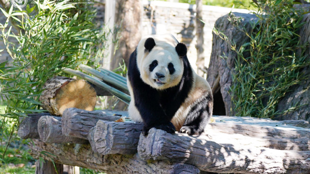 Dois únicos pandas do Japão regressam à China a 27 de janeiro