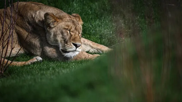 
                    Morte de três leões devido ao calor no Japão gera críticas: 
