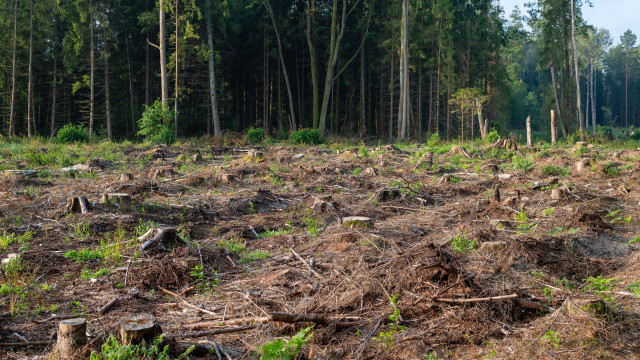 Programa Floresta Ativa financia limpeza e gestão de terrenos florestais