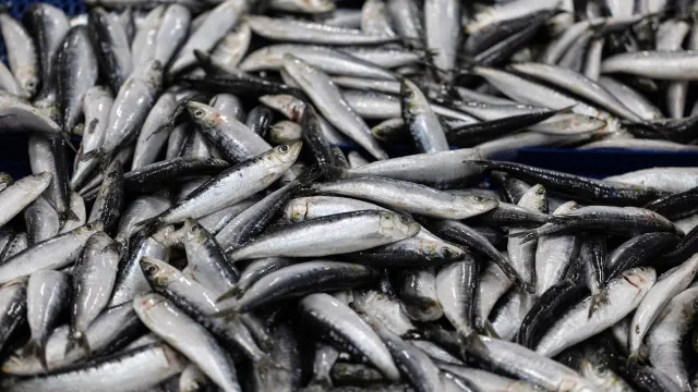 
                    Pesca da sardinha reabre a 4 de maio com limite de 33.446 toneladas
                