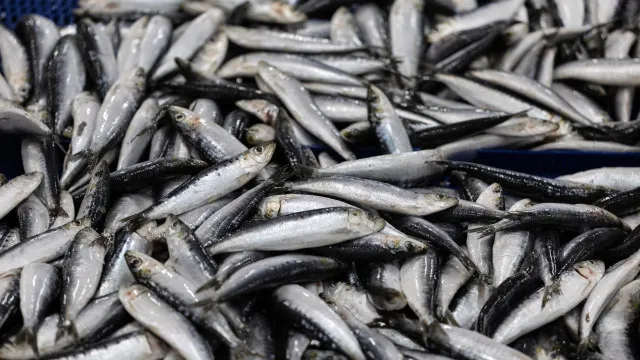 
                    População de sardinha adulta quadruplicou desde 2015, indica relatório
                