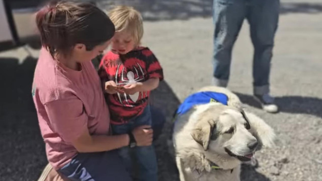 Desconhecidos presenteiam Buford: O cão que salvou menino de 2 anos