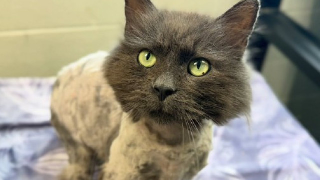 Gato aparece após 3 anos a 16 km de casa nos EUA. 