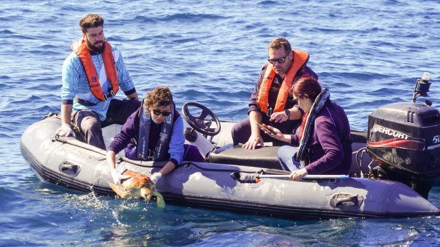 Tartaruga Vénus regressa ao mar após