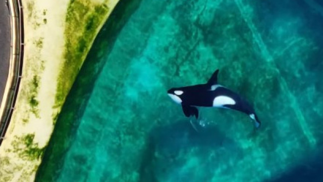 Orcas e golfinhos 