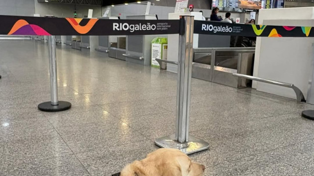 Cão impedido de embarcar? 