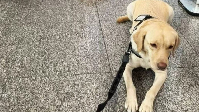 TAP recusa transportar cão? PAN quer reação do Governo: 
