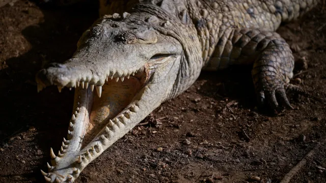 
                    Menino de 3 anos atacado por crocodilo teve alta hospitalar. 