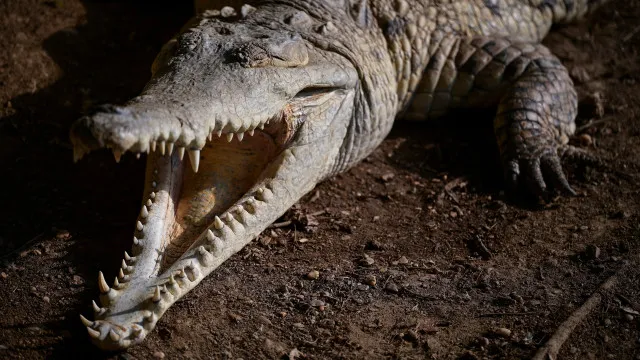 Família de menino atacado por crocodilo agradece a funcionários do zoo