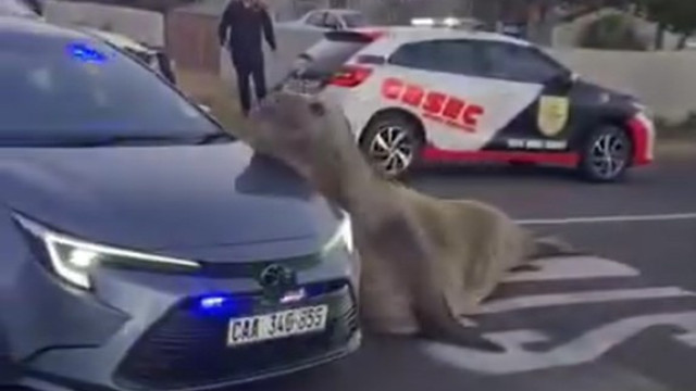 Cidade na África do Sul surpreendida por passeio de elefante-marinho