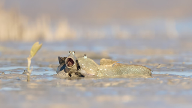 Nicht lachen! Das sind vielleicht die lustigsten Tierfotos aller Zeiten