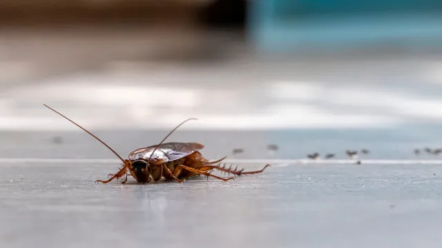 Hospital de Oliveira de Azeméis reabre após infestação de baratas