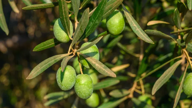 
                    Douro diversifica oferta turística do vinho a azeite, termas ou caminhada
                