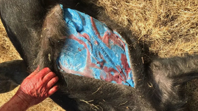 EUA: entranhas de porcos ficam 'azul brilhante' por exposição a pesticida
