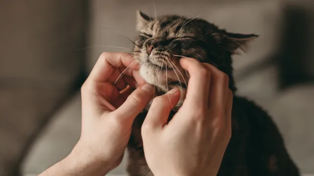 Estudo liga cuidadores de gatos de rua Ã  fadiga por compaixÃ£o