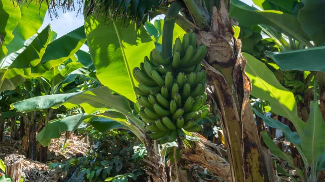 Madeira realiza testes para transportar bananas com drones