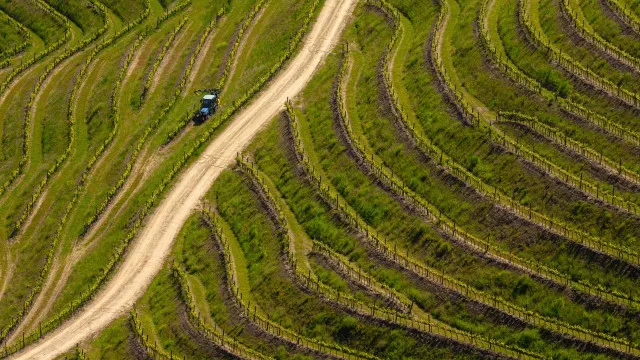 
                    Vindima antecipada no Douro em ano que se prevê aumento de produção
                