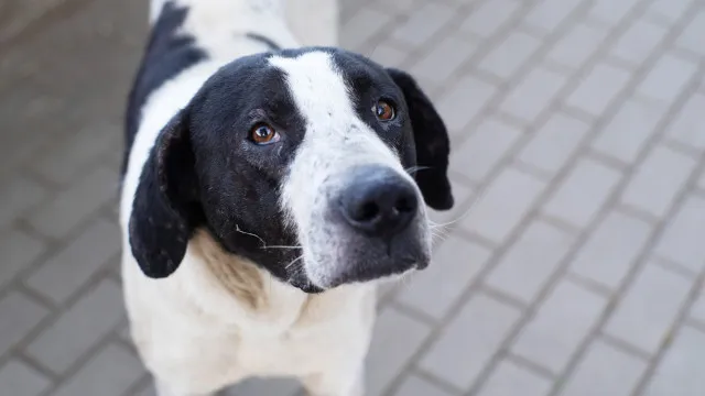 Nova lei proíbe acorrentar e deixar animais em varandas: "Apenas início"