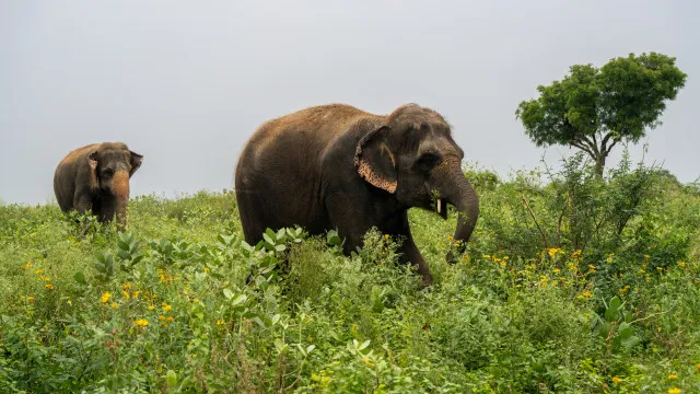 
                    Europeus apoiam leis mais rigorosas contra tráfico de animais selvagens
                