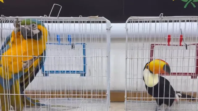 Brasil, Suíça e Espanha desmantelam rede de tráfico de animais protegidos