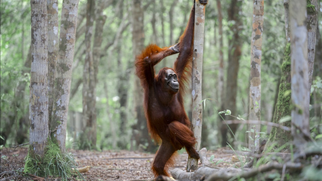 De gorilas a lagartos. Eis as 40 fotos mais cómicas da vida selvagem
