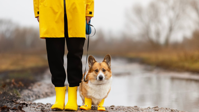 É seguro passear o seu cão durante uma tempestade? Veterinário faz alerta