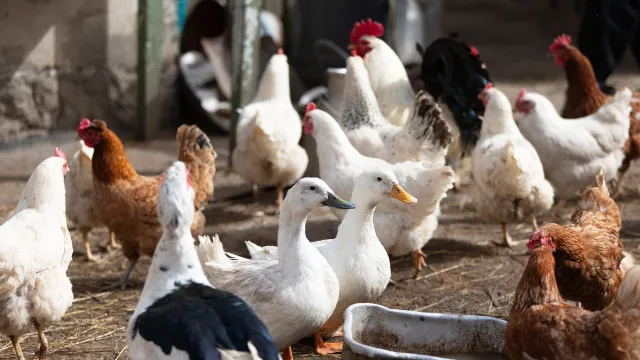 
                    Japão levanta restrições à importação de aves de Portugal
                